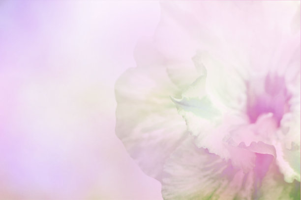 柔迷离花香背景图片下载