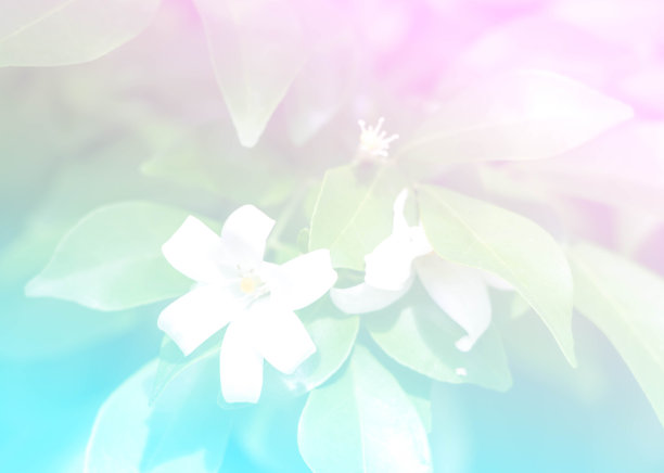 模糊的背景甜美的颜色花图片下载