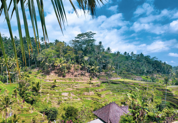 Tegallalang水稻露台景观图片下载