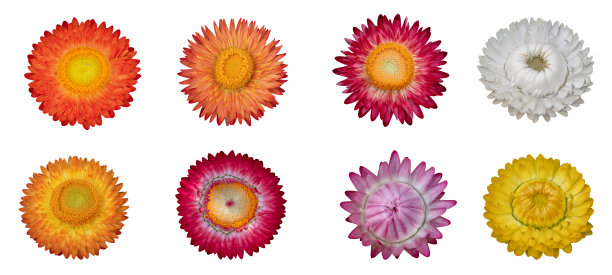 采集孤立在白色背景上的草花(蜡菊)图片下载