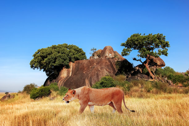 蓝天下非洲大草原上的雌狮。非洲，坦桑尼亚，塞伦盖蒂国家公园。非洲的野生动物。图片下载