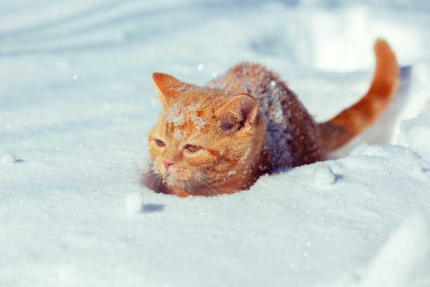 小黄猫冬天坐在厚厚的雪里图片下载