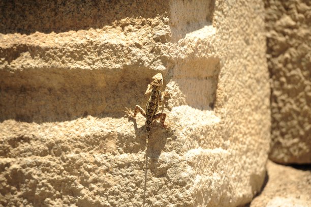 蜥蜴是爬行动物家族的一种图片下载