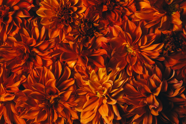 菊花暗红，秋花。微距摄影。花的背景。礼品卡，盛开图案。盛开,自然的壁纸。秋天的季节。园艺的概念。图片下载