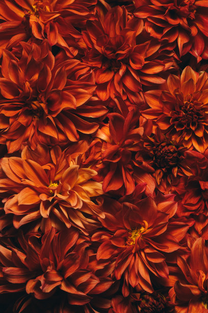 菊花暗红，秋花。微距摄影。花的背景。礼品卡，盛开图案。盛开,自然的壁纸。秋天的季节。园艺的概念。图片下载