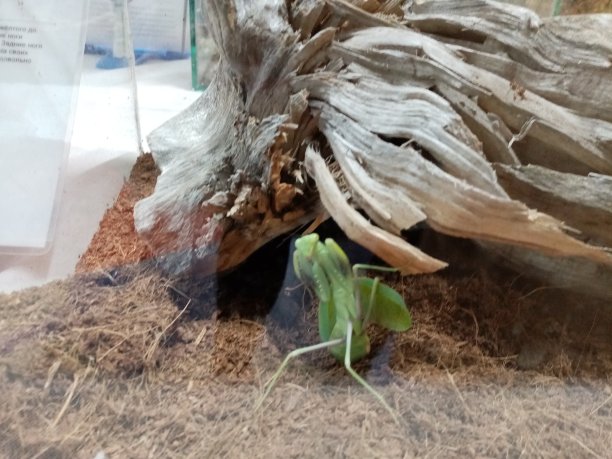 螳螂摆出威胁的姿势图片下载