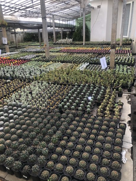 仙人掌图片下载