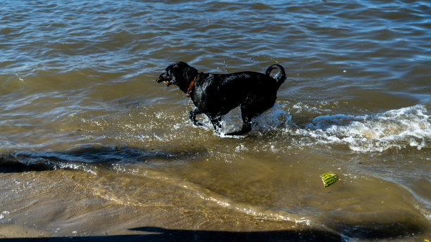 黑狗游泳图片下载