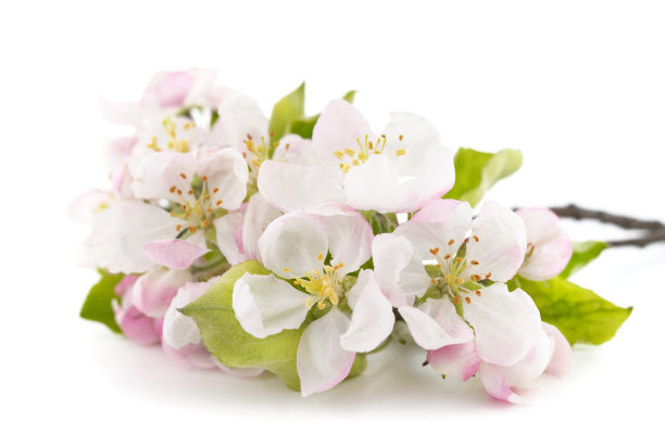 苹果带着叶子开着花。图片下载