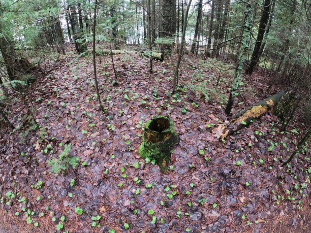 诺斯伍德图片下载