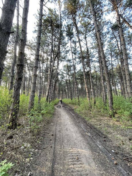 通往丛林的路。图片下载