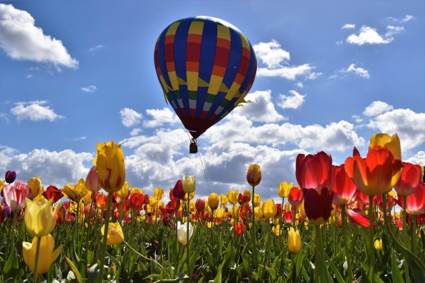 阳光明媚的日子里美丽的郁金香图片下载