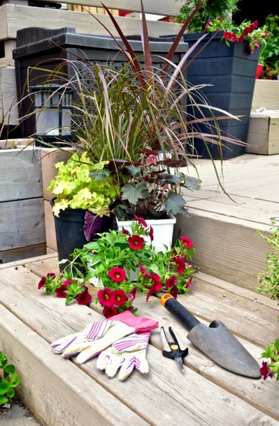 花园设备工具和盆栽一年生植物准备种植庭院夏季种植者图片下载