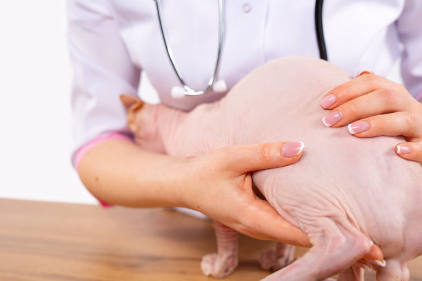 裁剪照片兽医的手拥抱斯芬克斯宠物猫。在兽医诊所进行体检。兽医卫生保健。家畜定期检查图片下载