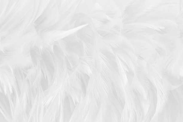 白灰色羽毛纹理为背景的图案。图片下载