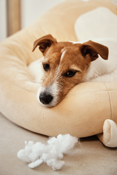 狗伤害的概念图片下载