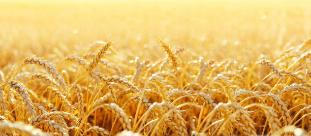 麦田。靠近金色的麦穗。美丽的自然日落景观。阳光下的乡村风光。麦田成熟穗的背景。丰收的概念。图片下载