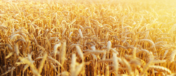 麦田。靠近金色的麦穗。美丽的自然日落景观。阳光下的乡村风光。麦田成熟穗的背景。丰收的概念。图片下载