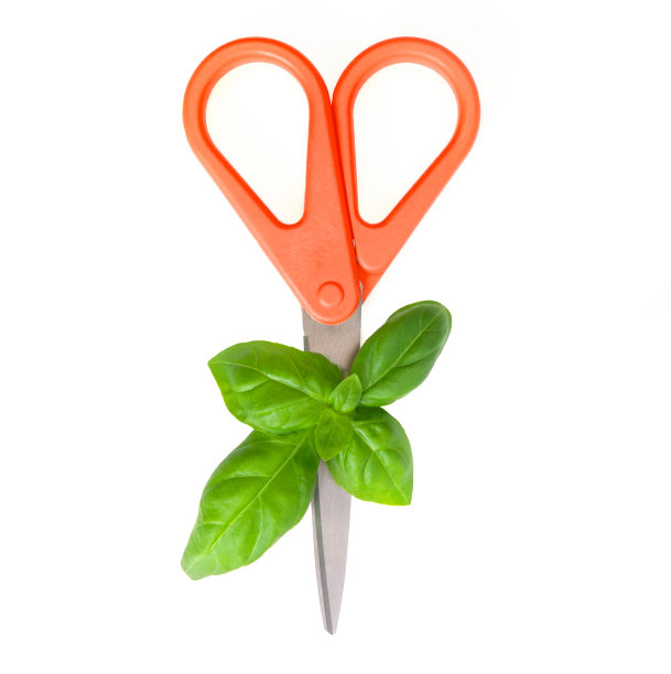 罗勒叶和红剪刀孤立在白色上图片下载