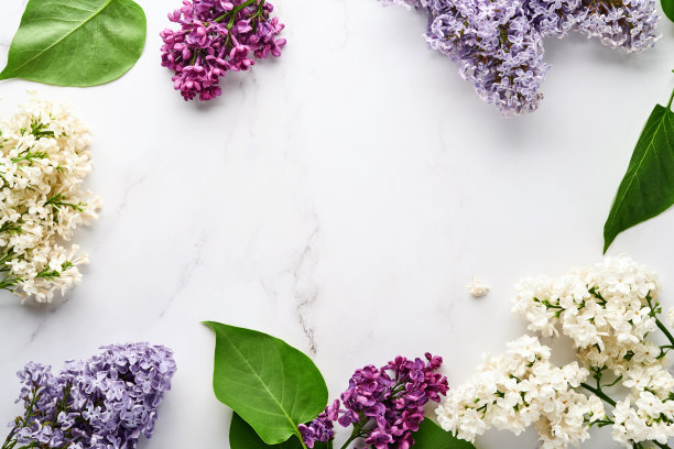 一束美丽的白色和紫色的丁香在白色的背景。前视图。牡丹花婚庆贺卡，妇女节情人节快乐，母亲节快乐。图片下载