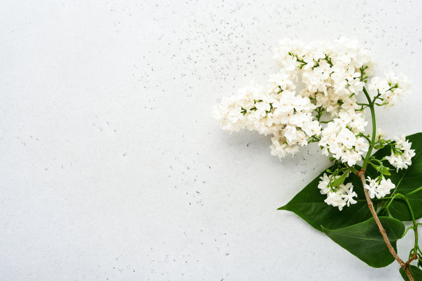 灰色背景上美丽的白色丁香枝。前视图。牡丹花婚庆贺卡，妇女节情人节快乐，母亲节快乐。图片下载