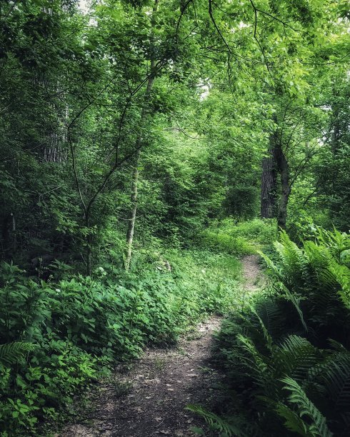 国家森林跑步者和马的徒步小径图片下载
