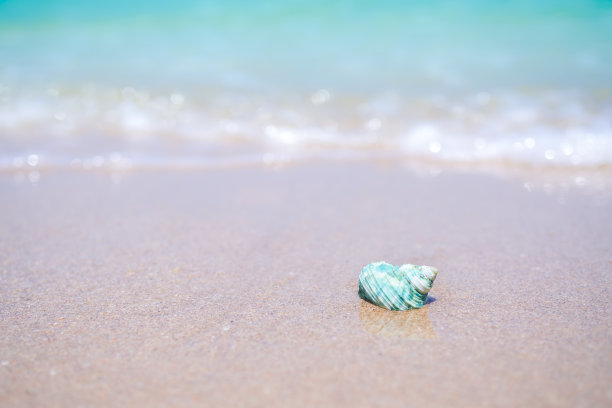 海滩上的海贝和海岸上的蓝色大海。图片下载