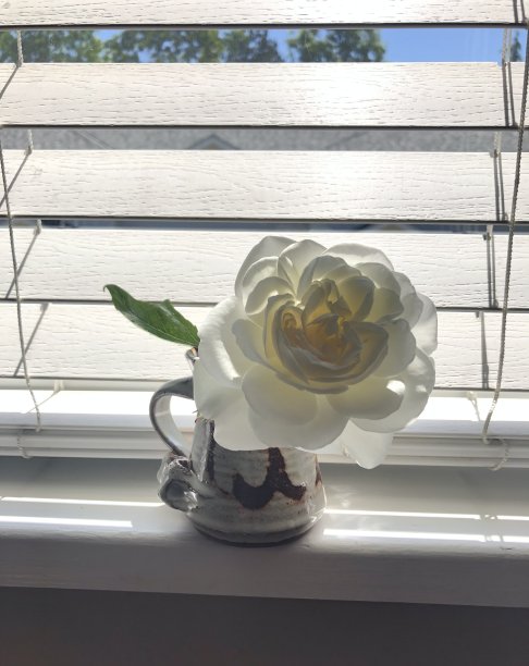 晨曦中的玫瑰图片下载