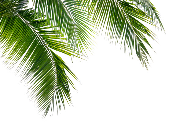 白色背景上的椰子叶图片下载