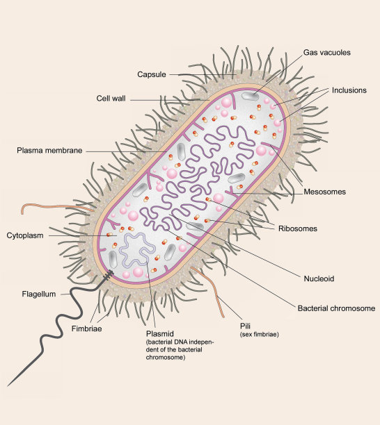 细胞生物学。bacteries。图片下载