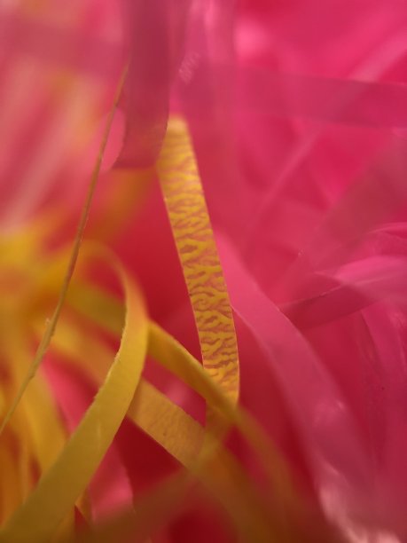 粉红色和黄色的复活节草近了图片下载