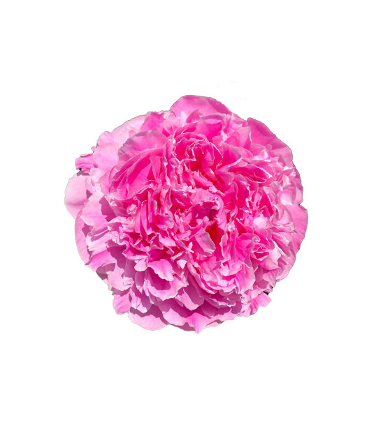 Stock Foto Flower粉红牡丹，美丽的夏季花朵图片下载