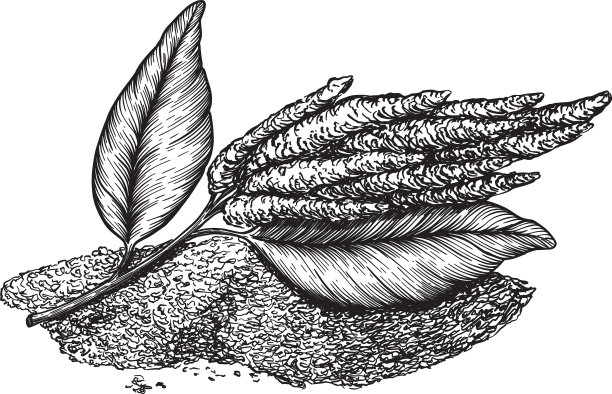 画有苋菜花和种子图片下载