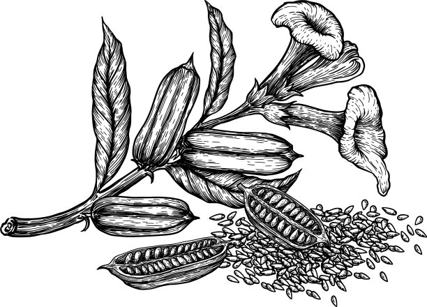 芝麻果花手绘草图图片下载