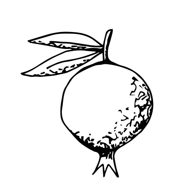 简单的手绘矢量画在黑色轮廓。石榴孤立于白色背景，健康水果，维生素，果汁。标签印刷，包装设计，配方。墨水草图。图片下载