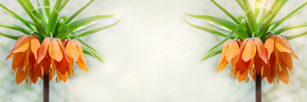 美丽的皇家松鸡花在散焦宽屏背景。艺术设计,横幅图片下载