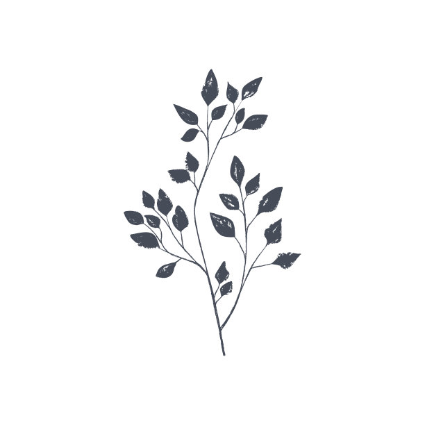 墨水绘制的植物插图，手绘花卉元素图片下载