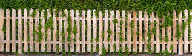 全景式花园篱笆的木材在前面的thuja树篱图片下载
