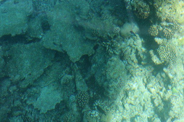 马尔代夫的水下世界。图片下载