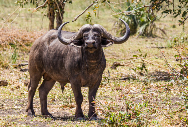 在南非的公园里，非洲野牛盯着马路对面图片下载