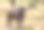 在南非的公园里，非洲野牛盯着马路对面图片下载