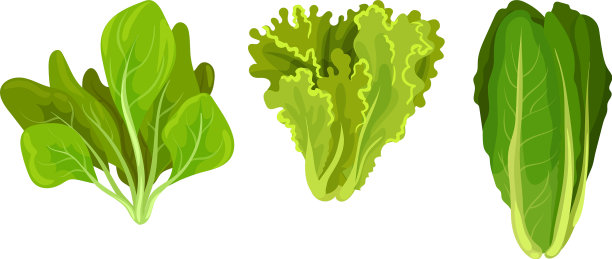 可食用植物：绿叶蔬菜或沙拉蔬菜素材图片
