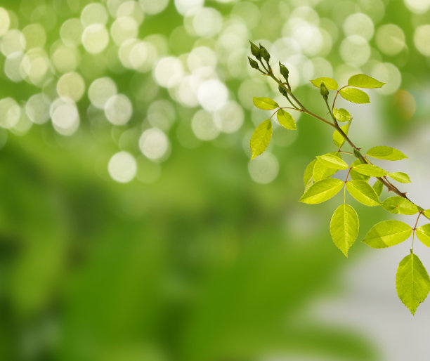盛开的野花在春天的玫瑰背景图片下载