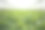 有机鲜瓜田(温室)。农业背景照片图片下载