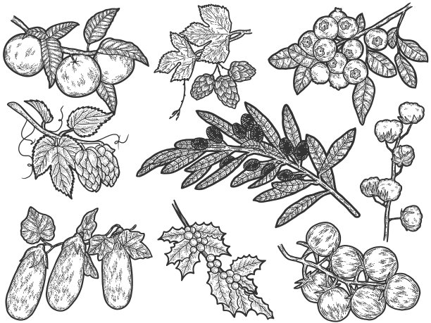 在树枝素描刮板上放置植物图片下载