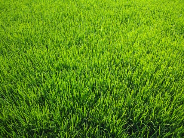 肥沃的水稻种子照片图片下载