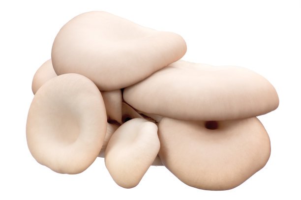 一簇簇的新鲜平菇，点缀在孤立的白色背景上。从上往下看图片下载