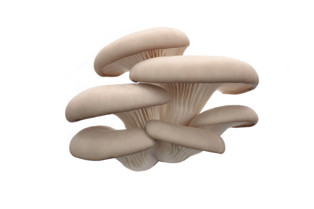 一簇簇的新鲜平菇，点缀在孤立的白色背景上。图片下载