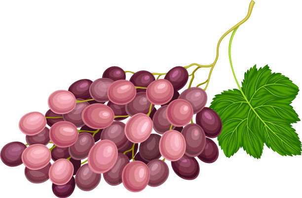 椭圆形躺浆果簇紫色葡萄图片下载