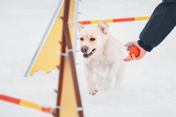 白色拉布拉多狗在外面玩雪，冬天的季节。狗跳过障碍在雪在灵敏狗训练在冬季季节图片下载